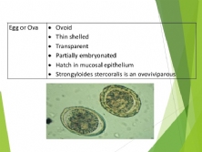 GIUN LƯƠN - STRONGYLOIDES STERCORALIS
