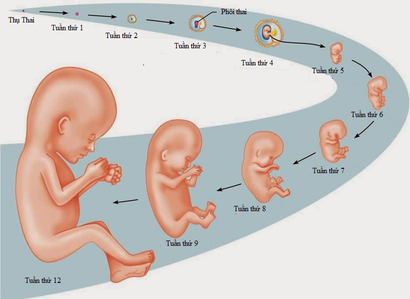 PHÁT TRIỂN CÂN NẶNG THAI NHI THEO TUẦN