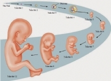 PHÁT TRIỂN CÂN NẶNG THAI NHI THEO TUẦN